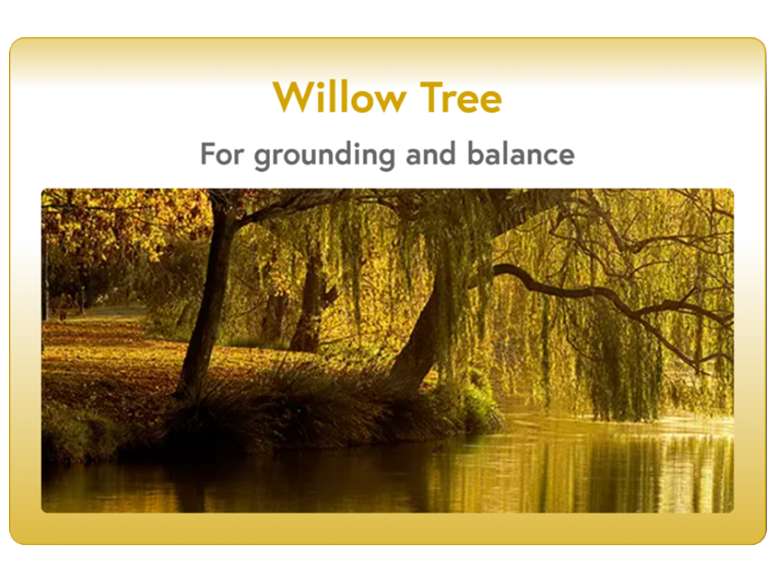 Willow Tree