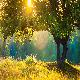 Country Meadow