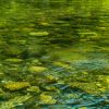 Riverside/Dragonfly