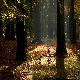 Welcome Wood