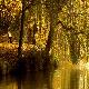 Willow Tree